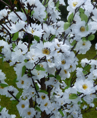 Blossom Trees