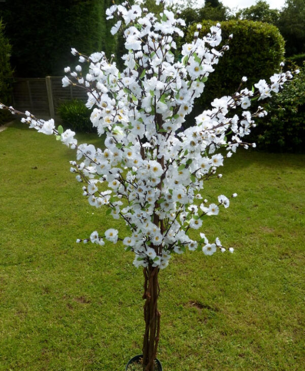 White Blossom Tree Hire