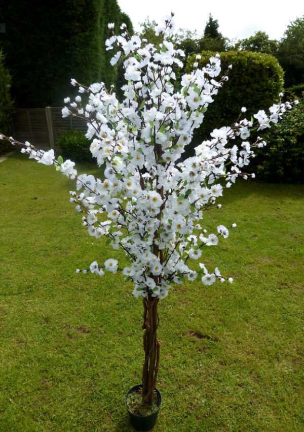 White Blossom Tree Hire