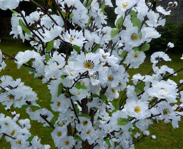 Blossom Trees